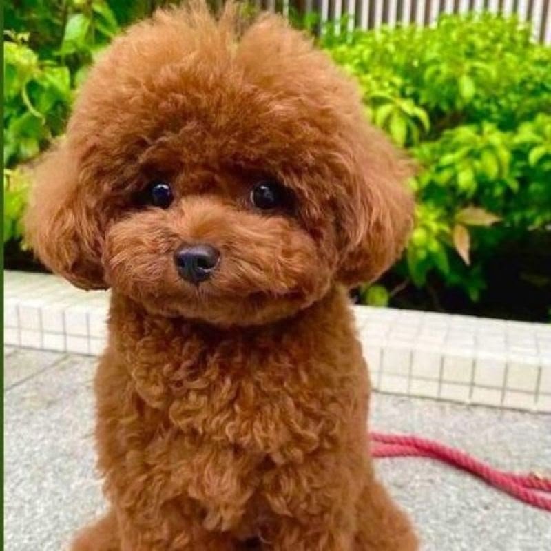 Poodle angle 5